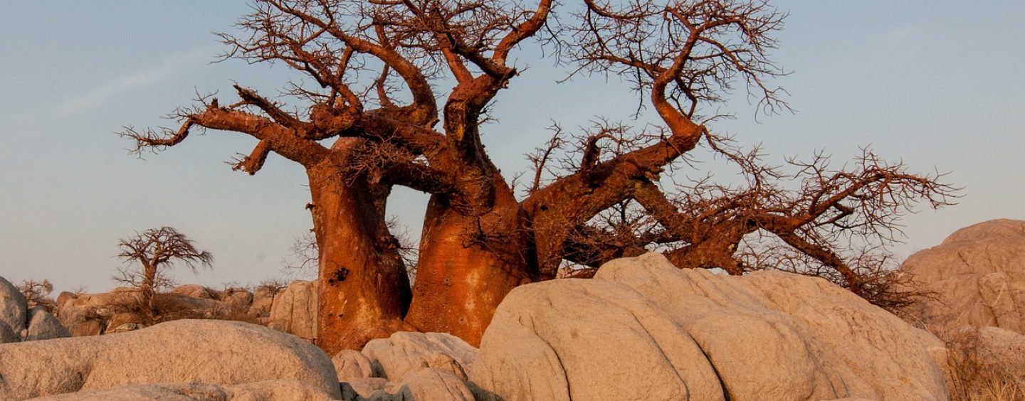 Baobab Der afrikanische Affenbrotbaum und die besondere