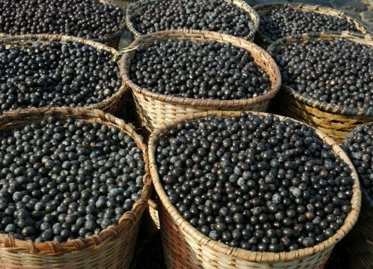 Acai - lecker und gesund