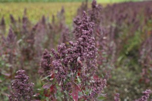 Quinoa Hier wächst das Superfood Quinoa
