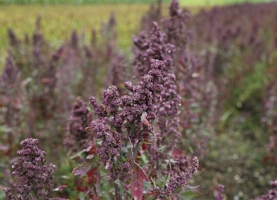 Hier wächst das Superfood Quinoa