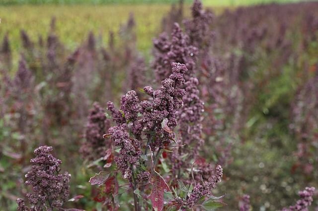 Hier wächst das Superfood Quinoa