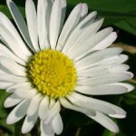 Heilpflanze Gänseblümchen Auch das Gänseblümchen hat heilende Wirkung.