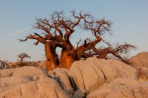 Baobabbaum