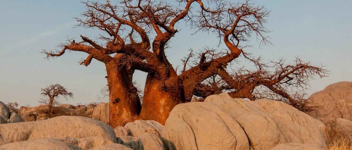 Baobabbaum
