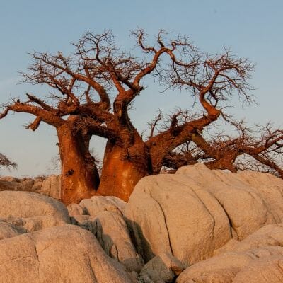 Baobabbaum