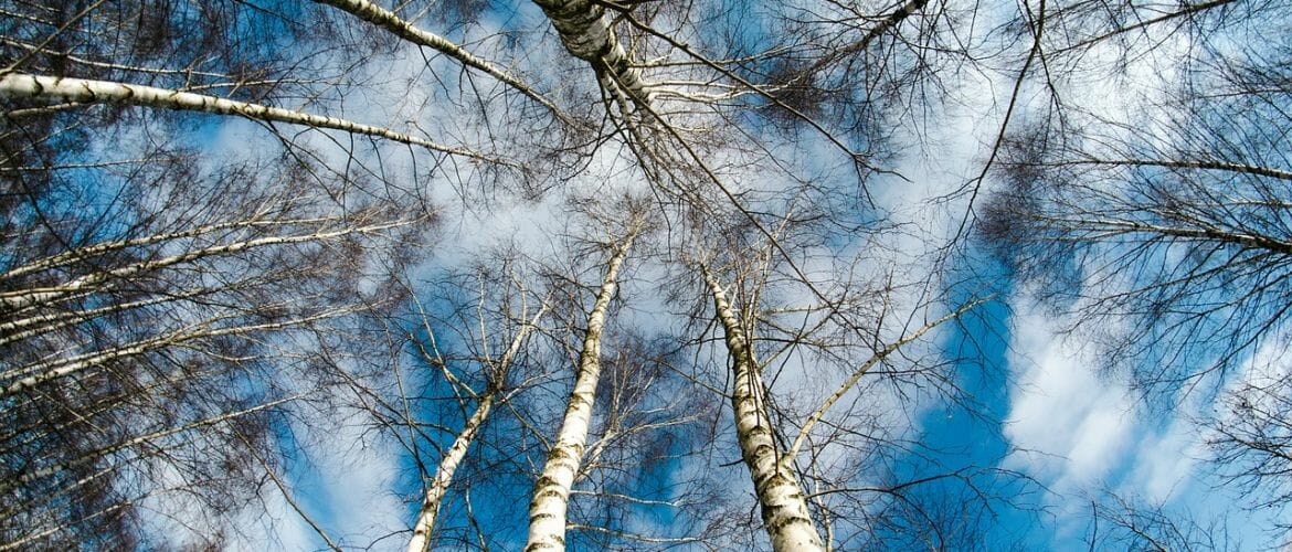 Xylit - Birkenzucker