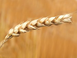 In Weizen ist besonders viel Gluten enthalten.