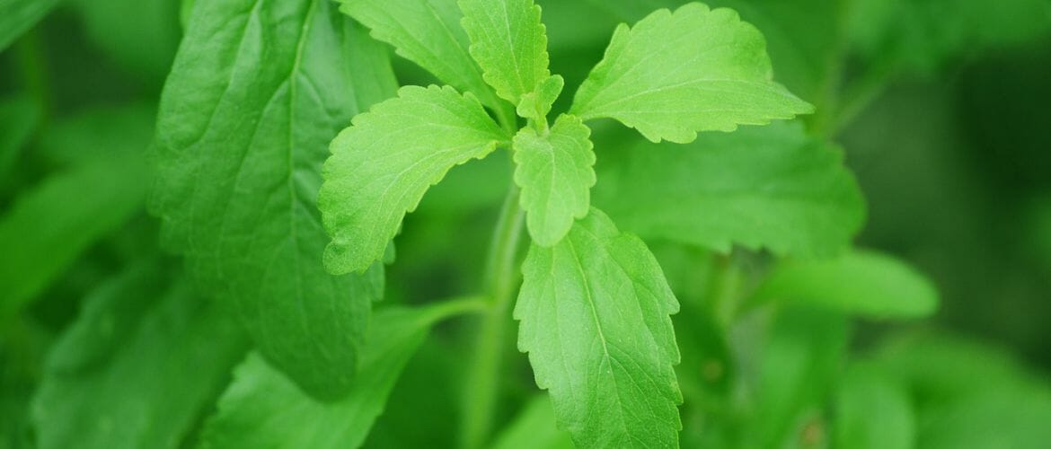 Stevia Pflanze