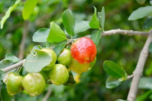 Acerola