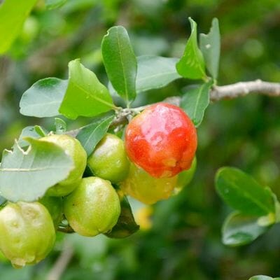 Acerola