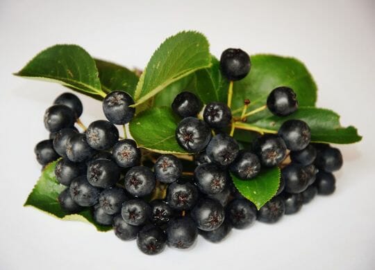 Aronia