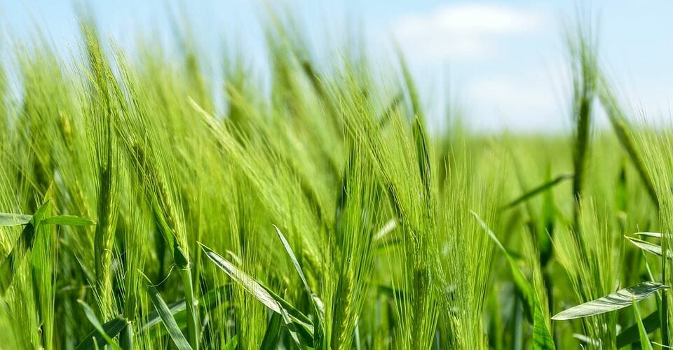 Gerstengras