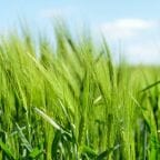 Gerstengras