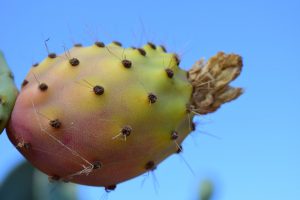 Kaktusfrucht Kaktusfrucht