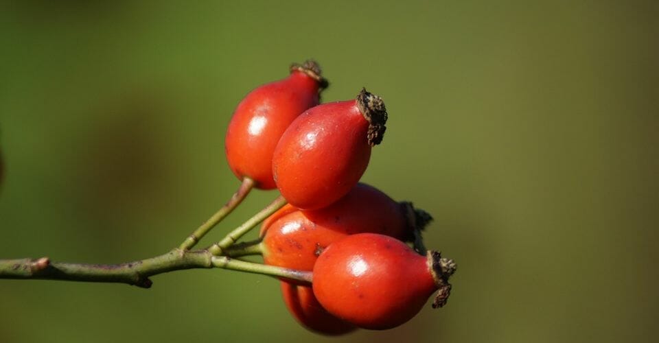 Hagebutten - das fruchtige Naturtalent