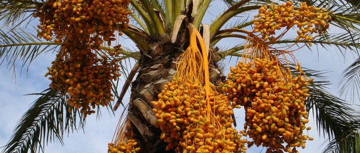 Datteln an der Palme