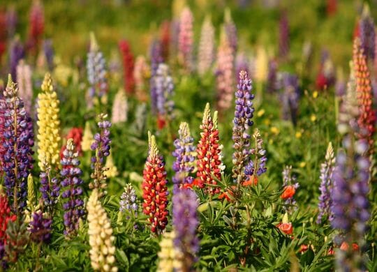 Lupinen