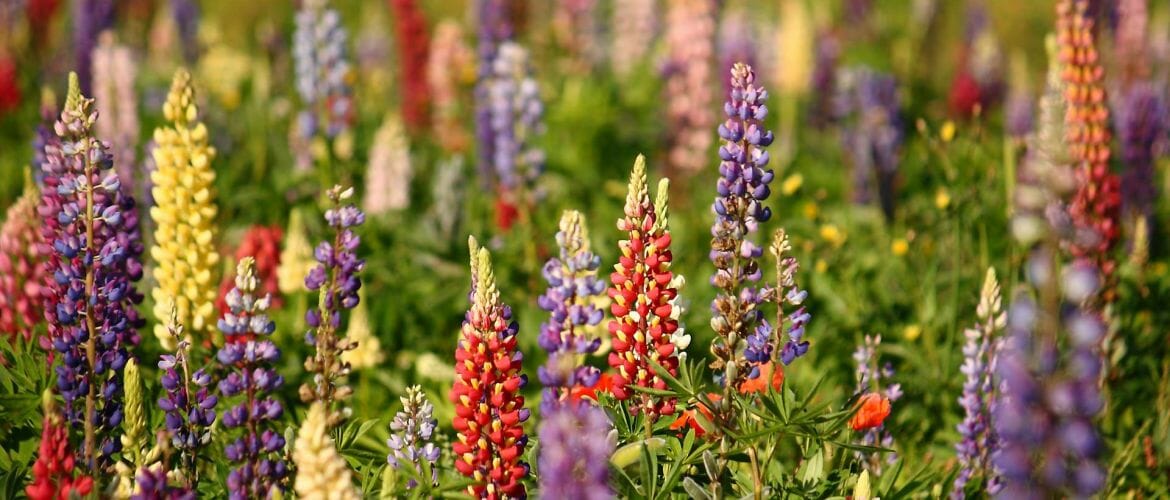 Lupinen