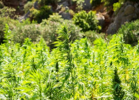 cannabis-2773112_1920(1)