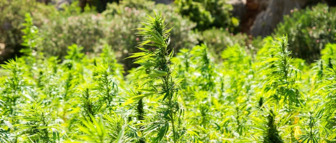 cannabis-2773112_1920(1)