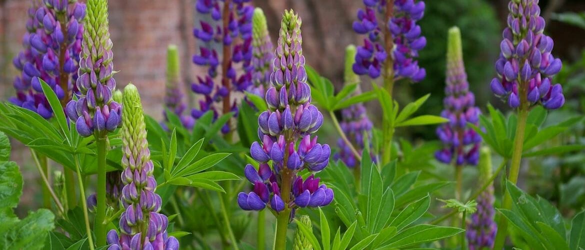 Lupinen