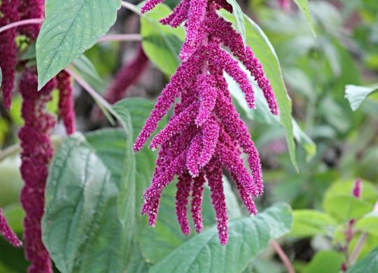 amaranth