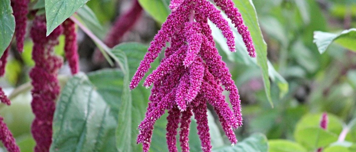 amaranth