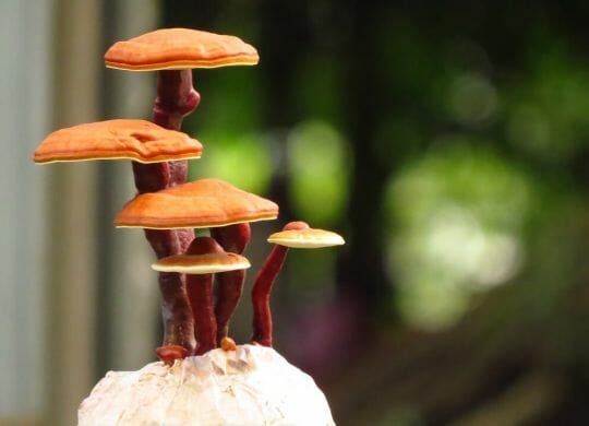 reishi Pilz