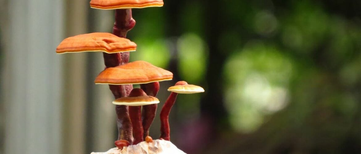 reishi Pilz